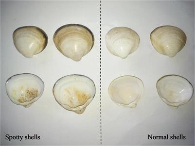 Silicon Dioxide (SiO2) Is the Most Important Component of Spots on the Inner Surface of Mactra veneriformis Shells